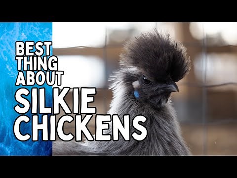 Raising SILKIE CHICKENS: Broody BANTAM Silkie Hens (Backyard Poultry For Beginners 101)