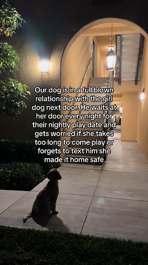 He picks her up every night 🥹 #fyp #foryou #foryoupage #cute #puppylove