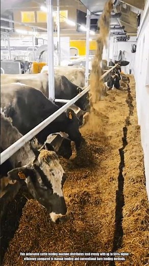 Best Innovation Machine: How to Feed Cattle Automatically Using Smart Feeding System