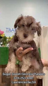 Meet Our Mini Schnauzer Puppies For Sale #forsale