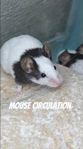 mouse circulation in nature