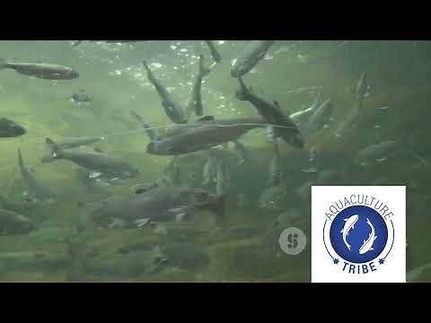 How does Trout farming look like? Trout farming 101