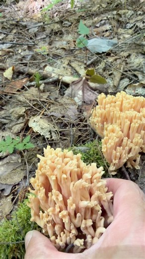 Beautiful Coral Mushroom Found in the Canadian Forest!