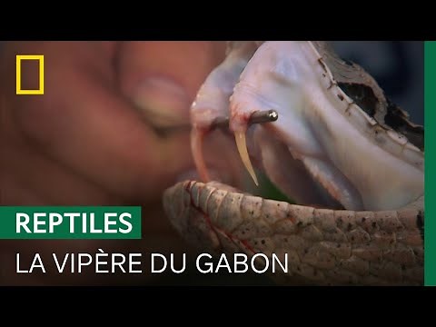 The Gaboon viper, the largest viper in the world