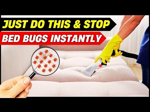 How to Get Rid of Bed Bugs on Couches & Furniture Fast! 🐜