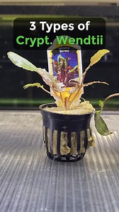 All 3 types of Crypt Wendtii are stunning -- but which one do you think is the most popular? ➡️Shop Our Plants: https://flipaquatics.com/collections/all-standard-plants | Flip Aquatics