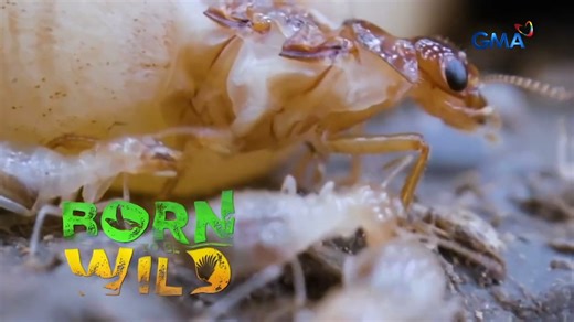 Ear-Crawling Centipede and Termites Egg-Laying Frenzy | Born to Be Wild (Full Episode) What really happens when a centipede crawls into a child’s ear? And how can a termite queen lay up to 30,000 eggs every single day. Watch the full video! | GMA Public Affairs