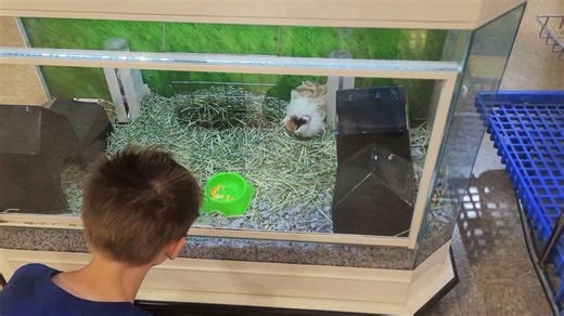 talking to guinea pigs part 19 #guineapigs #guineapig #guineapigwhisperer #animals #fyp #animalsoftiktok