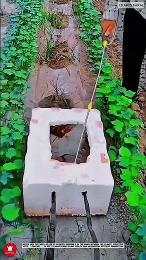 Effective Weed Killer Method | Weed Control for a Bountiful Harvest! #agriculturalinnovation