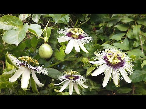 Yellow Passion fruit vines (Passiflora edulis)