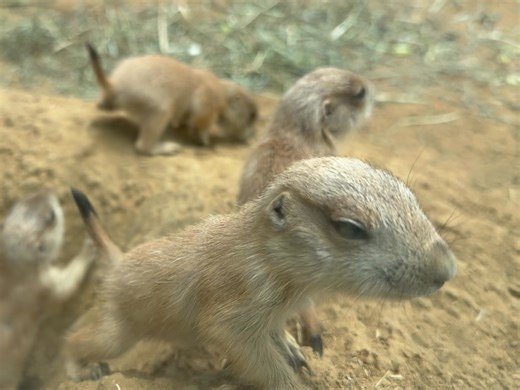 Prairie dogs are very social creatures that reside in complex burrows belowground. These tunnels house many colonies or towns of prairie dogs. A family unit is referred to as a coterie, which follows a polygynous mating system consisting of one male and several females. Our coterie of black-tailed prairie dogs recently welcomed four new pups, who can now be seen in the Exploration Zone’s prairie dog habitat. Typically, breeding season is mid-March to mid-April and pups are born after a gestation