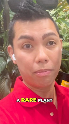 Top 2026 Houseplants Beat Plant Burnout