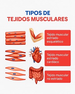 Tipos de tejidos musculares en el cuerpo humano 1. Tejido muscular estriado esquelético ‍⚕️ Control voluntario ️ Compuesto por fibras multinucleadas y estriadas Permite la locomoción y el movimiento del sistema musculoesquelético 2. Tejido muscular estriado cardíaco ❤️ Exclusivo del miocardio ⚡️ Actividad involuntaria, automatismo y conducción eléctrica Presenta discos intercalares y contracciones rítmicas coordinadas 3. Tejido muscular liso (no estriado) 🫀🧠 Involuntario, sin estriaciones 🦠 P