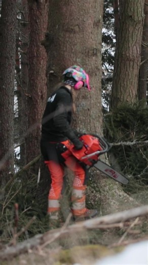 Felling Trees with the Husqvarna 3120 Chainsaw