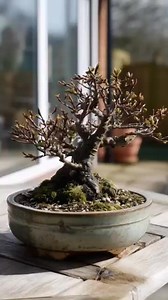 6.6K views · 143 reactions | How to Wake Up Your Bonsai This...