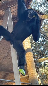 8.2K views · 176 reactions | Turbo hanging around eating his apple. #siamang #primate #animals #sanctuary #cuteanimals #ape | Animal Preservation & Education Sanctuary - A.P.E.S | Facebook