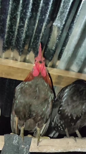 Cómo enseñar a cantar a tus pollitos