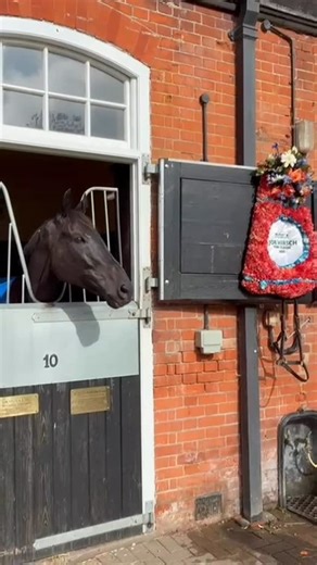 Godolphin on Instagram: "🇬🇧 #TeamGodolphin’s globe-trotting superstar is back home from his latest G1 win! Rebel’s Romance added a ninth G1 victory to his record at the weekend in the Joe Hirsch Turf Classic! 🇺🇸🏆 Caps available on the EU/UAE online shop! #ShopGodolphin 🛍️"