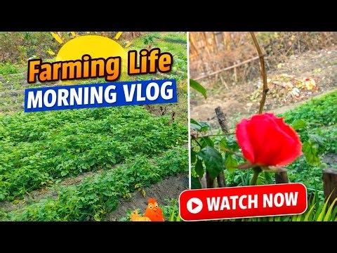 Winter Wonders: A Vlog of Beautiful Mornings on the Farm - Thriving Urban Backyard Farming 🥰