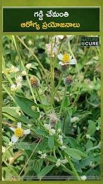 నోటి పుండ్లకు గడ్డి చామంతి! | Grass Daisy: Natural Cure for Mouth Ulcers