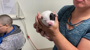 1.1K views · 44 reactions | UPDATE! Safe with rescue! ---------------------------- URGENT! Rescue or Foster needed ASAP for newborn “dogaroos” To foster or rescue call 661-868-7131 or email rescue@kerncounty.com | Kern County Animal Services | Facebook