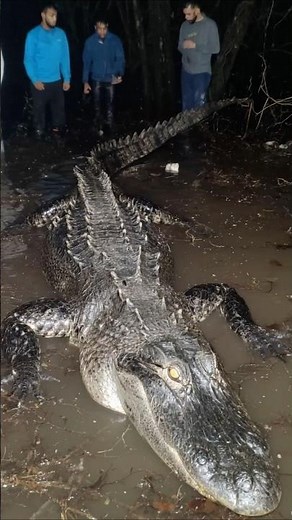 Shocking 8-Foot Mutant Alligator Caught on Camera in Louisiana Swamps