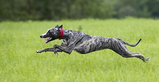 Greyhound Colors: Rarest to Most Common