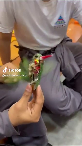 Discover the Incredible World of Robot Hummingbirds | Drones and Robotics