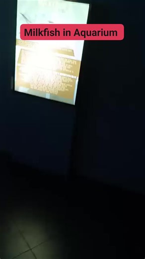 Milkfish in Aquarium #Milkfish #OceanPark #Manila | Fela San Juan - Tabuzo