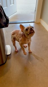 He's just too cute... | Lone Star Dog Ranch & Dog Ranch Rescue