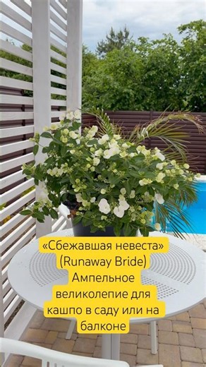 Runaway Bride A trailing magnificence for a planter in the garden, on the terrace or on the balcony