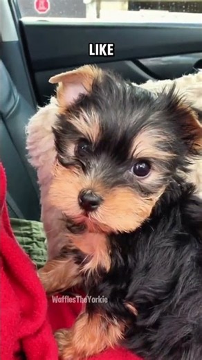 My yorkie's first day home