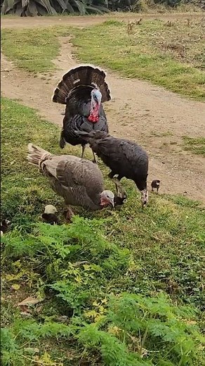 Adorable Baby Turkeys Exploring with Their Parent#turkey #freerangechickens #farmlife