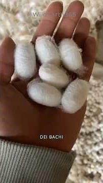HOW DO SILKWORMS PRODUCE SILK?