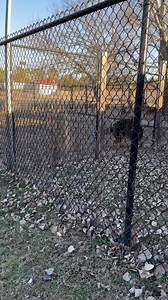 16K views · 1.1K reactions | Quendolina kissing Osiris! Ricky letting him know that’s my girl. Her first distance glance at the other girls. She’s not the only Queen. Two girls in heat, one preggo girl and the new girl on the property. We are having some fun now浪 | Guardian Angel German Shepherds | Facebook