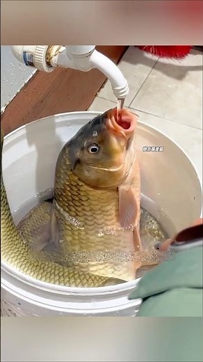 Why is this fish drinking so much water?
