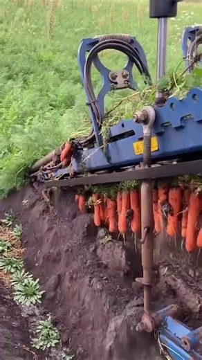 This is how modern farming machines harvest carrots with precision.