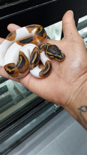 8.5K views · 85 reactions | C29-06 M black pastel orange dream pied...