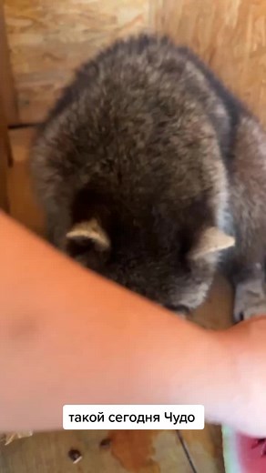 ДушаЕнота on TikTok