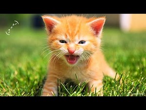 Kittens Meowing Compilation 2026😻 | NEW