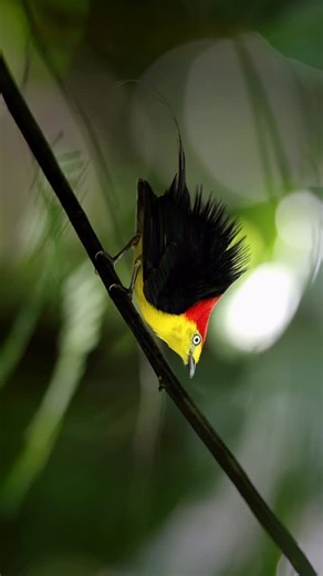 Jainy Maria on Instagram: "Display dance of a Wire-tailed Manakin - Amazonia, Colombia Copyright @jainymariak Canon EOS R3 + Canon EF 500 mm f4L IS II USM Lens @canonindia_official @animalplanet @bbcearth @amnh @mudasir_manzoor4419 @endemic_explorer @canonasia #canonIndia_official #capturedoncanon #mentorsinfocus#dogreatwithcanon#canonEOSinfluencer #canonindiaofficial #bbcwildlife #team_ebird #rawbirds #bbctravel #nature_worldwide_birds #nature_spotlight #your_best_birds #birdsofinstagram#bestbi