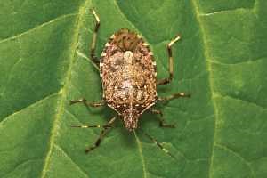 Monitoring and management of brown marmorated stink bug using long-lasting insecticidal netting