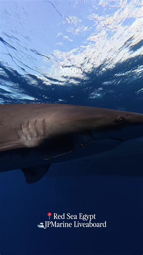 Planning a Red Sea scuba liveaboard for Spring 2026? Share at group chat 📍 Red Sea, Egypt 🚢 Liveaboard diving with JPMarine Liveaboard Pelagic Trail · Golden Mix 7 days aboard · From 844 EUR p.p. Book direct with the boat operator info@divesafarimaster.com #diving #redsea #scubatrip #egypt #travel