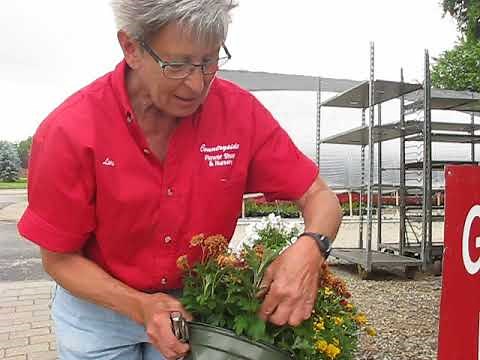 How to Care for Garden Mums