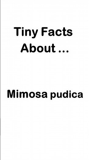 Why Mimosa Plants Stop Closing When You Touch Them 🌱