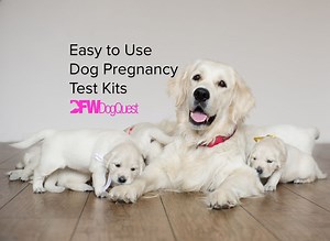 8 Easy to Use Dog Pregnancy Test Kits