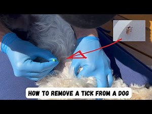 How to Remove a Tick from a Dog | Product Review - Tick Tornado by Zen Pet
