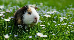 What Do Those Guinea Pig Noises Mean?