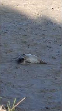 Wild Garden Awayday Grey Seal Pup Winterton-on-Sea #shorts