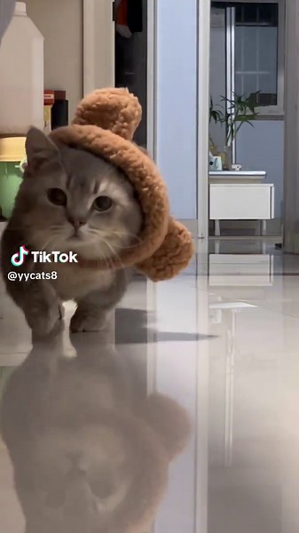 Funny Cat Moments: Adorable Fat Cats in Action